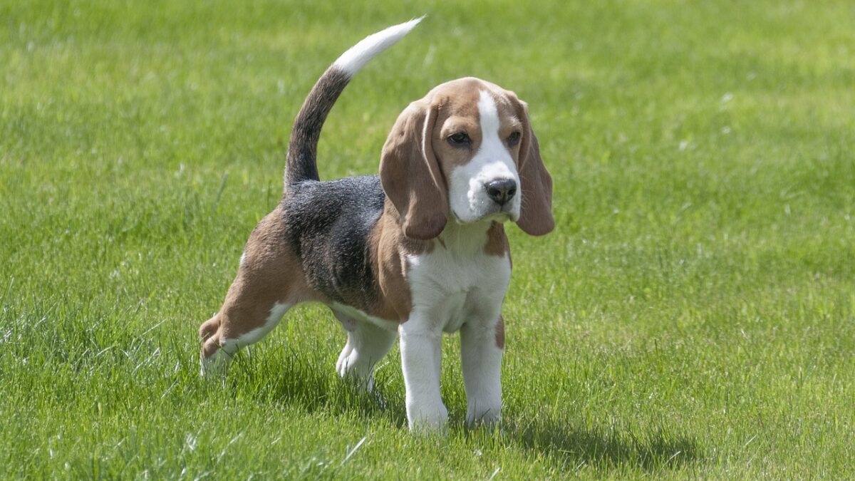 beagle dog puppy pet cute 3877115