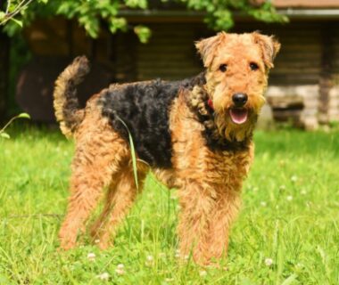 dog airedale terrier domestic animal 3526279